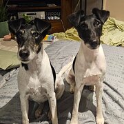Home Owner wanting sitter in , Queensland