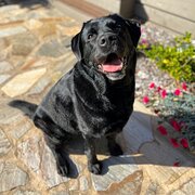 Home Owner wanting sitter in , Victoria