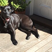 Home Owner wanting sitter in , Victoria