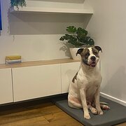 Home Owner wanting sitter in , Victoria