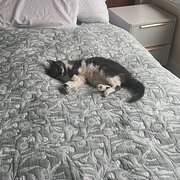 Home Owner wanting sitter in Sydney , New South Wales