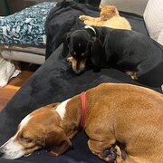 Home Owner wanting sitter in TALLAI, Queensland