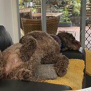 Home Owner wanting sitter in Caloundra , Queensland