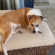 Home Owner wanting sitter in , Western Australia