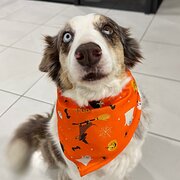 Home Owner wanting sitter in , Queensland