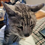 Home Owner wanting sitter in ringwood east, Victoria