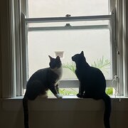 Home Owner wanting sitter in , New South Wales