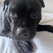 Home Owner wanting sitter in , South Australia