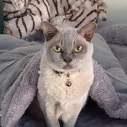 Home Owner wanting sitter in Maroochydore, Queensland
