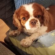 Home Owner wanting sitter in , Victoria