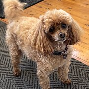 Home Owner wanting sitter in Sydney or Newcastle, New South Wales