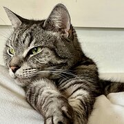 Home Owner wanting sitter in , New South Wales