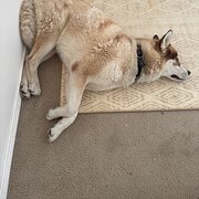 Home Owner wanting sitter in Belmont North, New South Wales