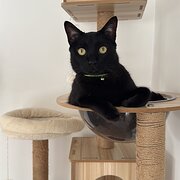 Home Owner wanting sitter in , Queensland