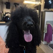 Home Owner wanting sitter in , Queensland