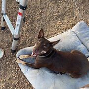 Home Owner wanting sitter in , Western Australia