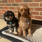 Home Owner wanting sitter in Echuca, Victoria