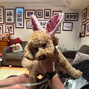Home Owner wanting sitter in Perth, Western Australia