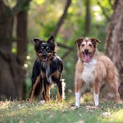 Home Owner wanting sitter in , Queensland