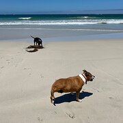 Home Owner wanting sitter in , Western Australia