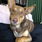 Home Owner wanting sitter in Geelong, Victoria