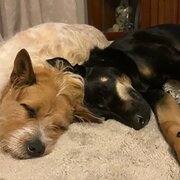 Home Owner wanting sitter in Brisbane , Queensland
