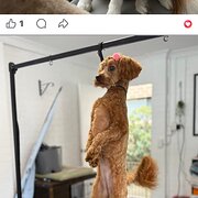 Home Owner wanting sitter in , Queensland