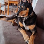Home Owner wanting sitter in Geelong, Victoria