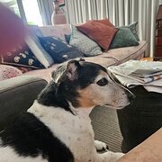 Home Owner wanting sitter in , Queensland