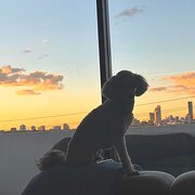 Home Owner wanting sitter in Annerley, Queensland