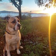 Home Owner wanting sitter in , Western Australia