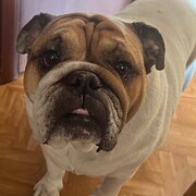 Home Owner wanting sitter in Perth, Western Australia