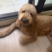 Home Owner wanting sitter in Melbourne, Victoria