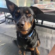 Home Owner wanting sitter in Adelaide , South Australia