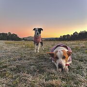 Home Owner wanting sitter in , Queensland