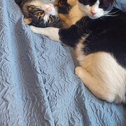 Home Owner wanting sitter in , Victoria
