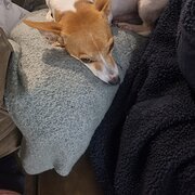 Home Owner wanting sitter in Melbourne , Victoria