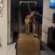 Home Owner wanting sitter in Brisbane, Queensland