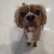 Home Owner wanting sitter in , New South Wales