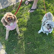 Home Owner wanting sitter in , Victoria