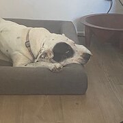 Home Owner wanting sitter in Newcastle , New South Wales