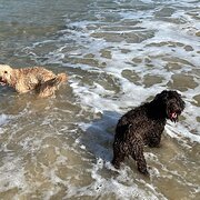 Home Owner wanting sitter in , Queensland