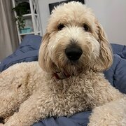 Home Owner wanting sitter in , New South Wales