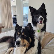 Home Owner wanting sitter in Brisbane, Queensland