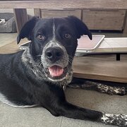 Home Owner wanting sitter in Cronulla, New South Wales