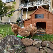 Home Owner wanting sitter in , Tasmania