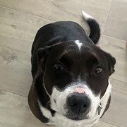 Home Owner wanting sitter in Rosebud, Victoria