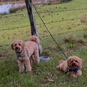 Home Owner wanting sitter in , Queensland
