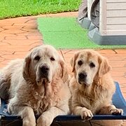 Home Owner wanting sitter in Brisbane, Queensland