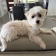 Home Owner wanting sitter in Brisbane, Queensland